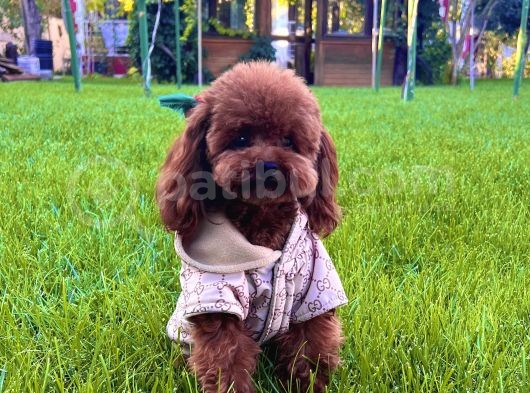 Eşleşmeye Açık 20 Cm 1700 Gram Red Brown Kore Oğlumuz Mario
