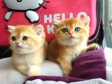 British Golden Shorthair Yavrularimiz