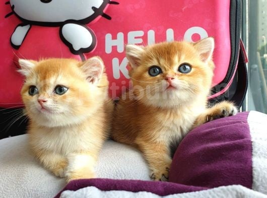 British Golden Shorthair Yavrularimiz görsel