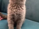 Blue British Shorthair Dişi Yavrumuz