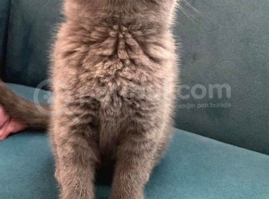 Blue British Shorthair Dişi Yavrumuz görsel