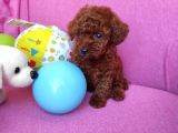 Sevimli Red Brown Toy Poodle Yavrularımız