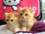 British Golden Shorthair Yavrularimiz