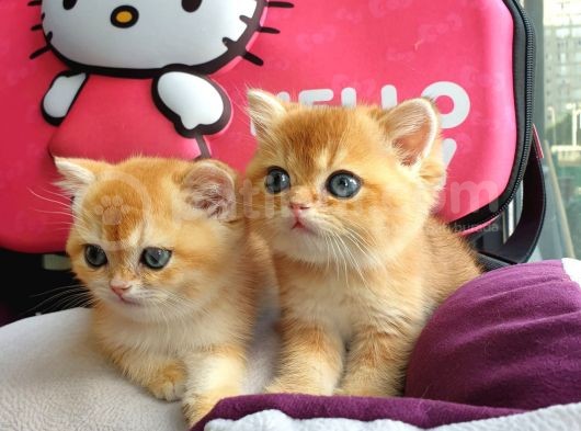 British Golden Shorthair Yavrularimiz görsel