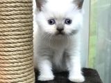 Blue Point British Shorthair Erkek Yavrumuz