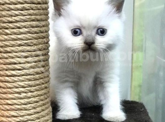 Blue Point British Shorthair Erkek Yavrumuz
