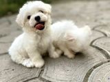 Mini Sevimli Maltese Yavrular