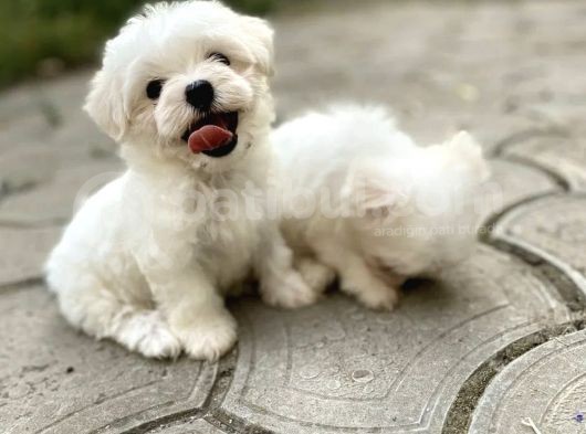 Mini Sevimli Maltese Yavrular