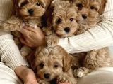 Dizayn Irk Sevimli Maltipoo Yavrular