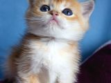 Üst Düzey Kali̇te British Golden Short Hair Ny12 Yavrularimiz