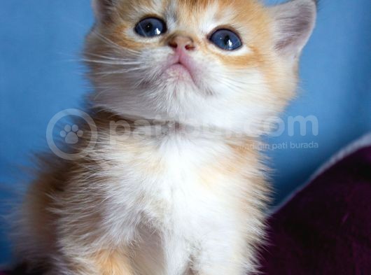 Üst Düzey Kali̇te British Golden Short Hair Ny12 Yavrularimiz görsel