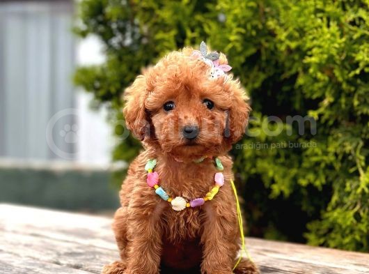 Safkan Toy Poodle Yavrularımız görsel