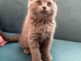 Blue British Shorthair Dişi Yavrumuz
