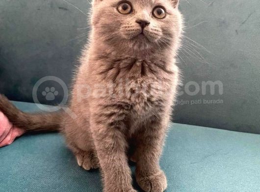 Blue British Shorthair Dişi Yavrumuz görsel