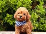 Safkan Toy Poodle Yavrularımız