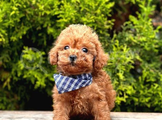 Safkan Toy Poodle Yavrularımız