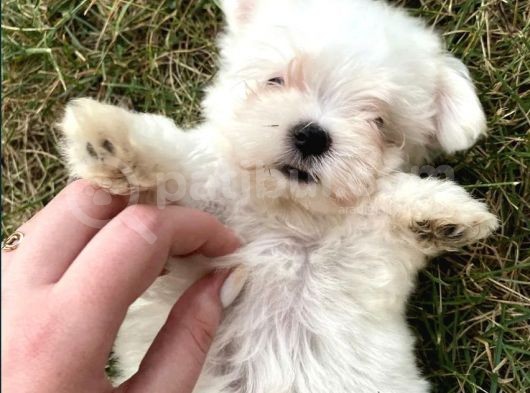 Mini Sevimli Maltese Yavrular görsel