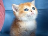 Üst Düzey Kali̇te British Golden Short Hair Ny12 Yavrularimiz