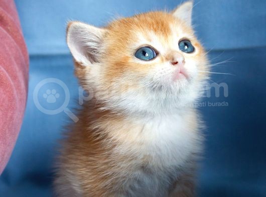 Üst Düzey Kali̇te British Golden Short Hair Ny12 Yavrularimiz görsel
