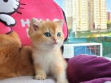 British Golden Shorthair Yavrularimiz