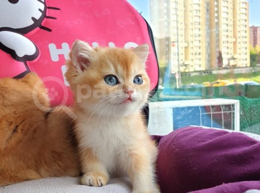 British Golden Shorthair Yavrularimiz görsel