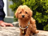 Safkan Toy Poodle Yavrularımız