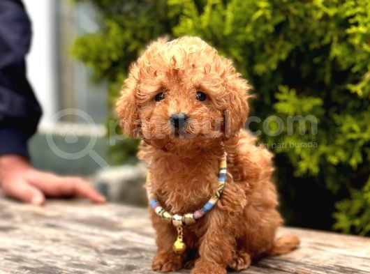 Safkan Toy Poodle Yavrularımız görsel