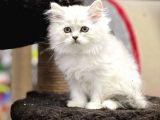 Silver Longhair British Yavrularımız
