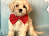 Dizayn Irk Sevimli Maltipoo Yavrular