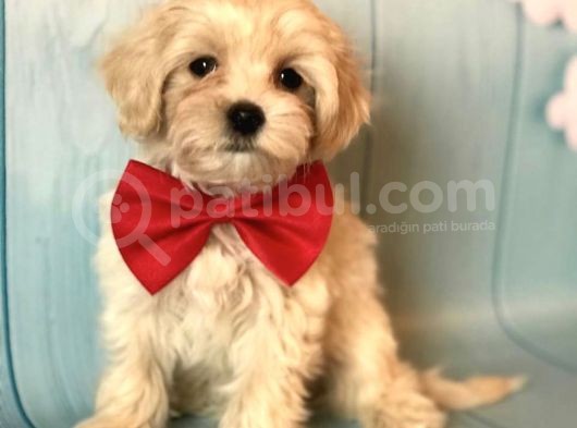 Dizayn Irk Sevimli Maltipoo Yavrular görsel