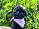 Safkan Toy Poodle Yavrularımız
