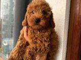 Redbrown Toypoodle Bebeklerimiz