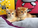 British Golden Shorthair Yavrularimiz