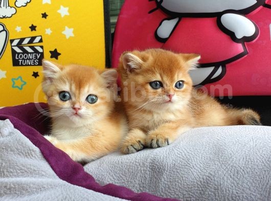 British Golden Shorthair Yavrularimiz görsel