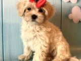 Dizayn Irk Sevimli Maltipoo Yavrular