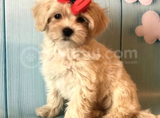 Dizayn Irk Sevimli Maltipoo Yavrular görsel