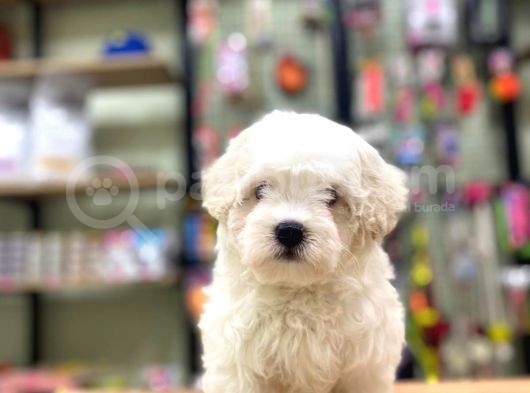 Sevimli Maltese Terrier Erkek Yavrularımız görsel