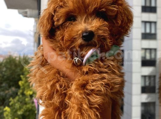 Safkan Toypoodle Bebeklerimiz görsel