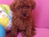 Safkan Red Brown Toy Poodle Erkek Yavrularımız