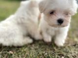Mini Sevimli Maltese Yavrular