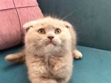 Lilac Scottish Fold Dişi Yavrumuz