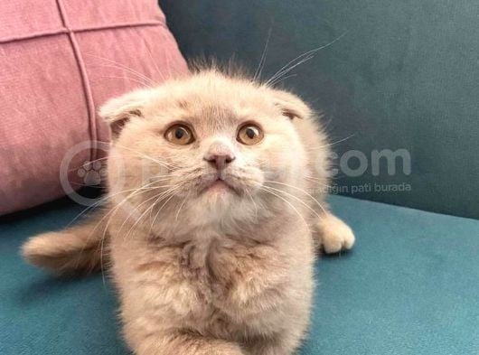Lilac Scottish Fold Dişi Yavrumuz