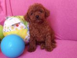 Safkan Red Brown Toy Poodle Erkek Yavrularımız