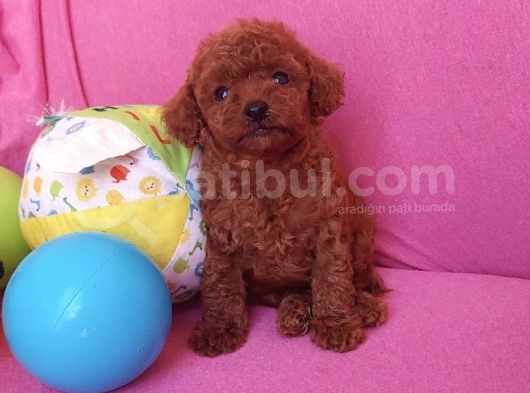 Safkan Red Brown Toy Poodle Erkek Yavrularımız görsel