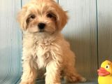 Dizayn Irk Sevimli Maltipoo Yavrular
