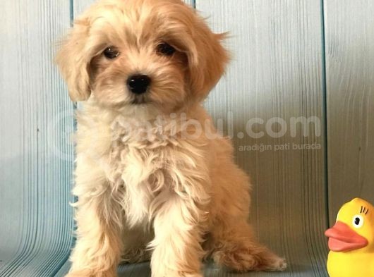 Dizayn Irk Sevimli Maltipoo Yavrular görsel
