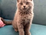 Blue British Shorthair Dişi Yavrumuz