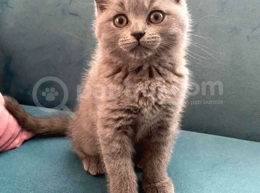 Blue British Shorthair Dişi Yavrumuz