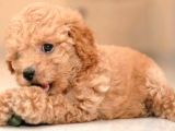 Oyuncu Toy Poodle Yavrular