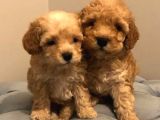 Uygun Koşullarda Toy Poodle Yavrular